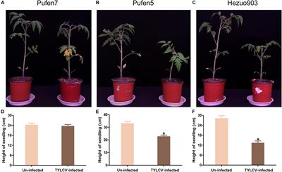 Enhanced Age-Related Resistance to Tomato Yellow Leaf Curl Virus in Tomato Is Associated With Higher Basal Resistance